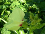 vignette hibicus, fleur de gombo