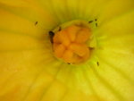 vignette barbadine fleur femelle