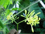 vignette papayer mâle, fleurss