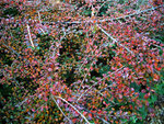 vignette Cotoneaster horizontalis ( automne )