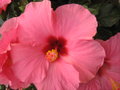 vignette Hibiscus rosa sinensis rose