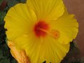 vignette Hibiscus rosa sinensis jaune