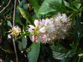 vignette Clethra alnifolia rosea gros plan au 15 08 10