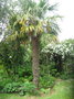 vignette palmier