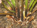 vignette Cyathea australis