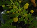 vignette Acacia Uncinata floraison estivale parfume au 15 08 10