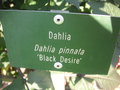 vignette Dahlia pinnata 'Black Desire'