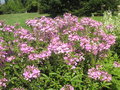 vignette Cleome spinosa 'Senorita Rosalita' - Fleur araigne