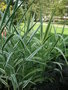 vignette Arundo donax var. versicolor