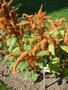 vignette Amaranthus 'Hot Biscuit'