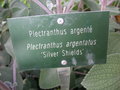 vignette Plectranthus argentatus 'Silver Shield'