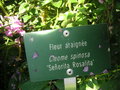 vignette Cleome spinosa 'Senorita Rosalita' - Fleur araigne