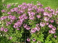 vignette Cleome spinosa 'Senorita Rosalita' - Fleur araigne