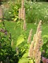 vignette Agastache urticifolia 'Liquorice Blue'