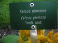 vignette Celosia plumosa 'Fresh Look' - Closie plmumeuse