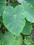 vignette Colocasia esculenta -Taro