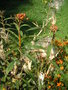 vignette Asclepias tuberosa