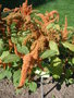 vignette Amaranthus 'Hot Biscuit'