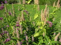 vignette Agastache urticifolia 'Liquorice Blue'