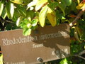 vignette Rhododendron intermedium