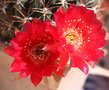 vignette cactus ses 1re fleur