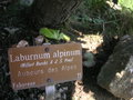 vignette Laburnum alpinum - Cytise des Alpes ou Aubours des Alpes