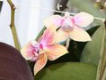 vignette phalaenopsis petite fleur