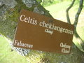 vignette Celtis chekiangensis - Celtis
