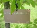 vignette Celtis occidentalis - Celtis
