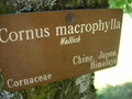 vignette Cornus macrophylla