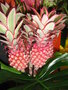 vignette Ananas comosus 'varigatus'