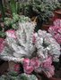 vignette Euphorbia lactea cristata rubra