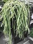 vignette Rhipsalis cereoides  ?