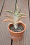 vignette Aloe variegata ou punctata ou ausana(bec de perroquet)
