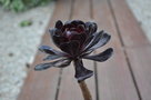 vignette Aeonium arboreum schwarzkopf