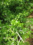 vignette gardenia spatulifolia