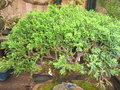 vignette Juniperus sinensis
