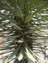 vignette Yucca filifera