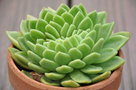 vignette Echeveria agavoide'Clair de Lune'cristata