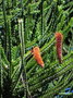 vignette Araucaria heterophylla = excelsa