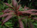 vignette Rhododendron lutescens au beau feuillage gros plan au 18 08 10