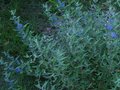vignette Caryopteris clandonensis kew blue au 18 08 10