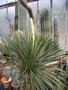 vignette Yucca thompsoniana