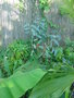 vignette Eucalyptus pauciflora ssp debeuzevillei