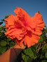 vignette hibiscus double