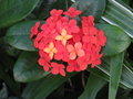 vignette ixora rouge