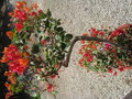 vignette bougainvillier multigreffe