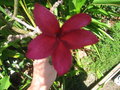 vignette frangipanier rouge