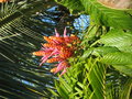 vignette Aphelandra sinclairiana