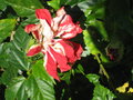 vignette hibiscus double a petite fleur